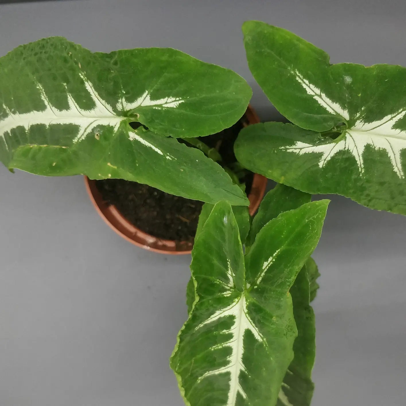 Syngonium Wendlandii - Arrowhead Vine