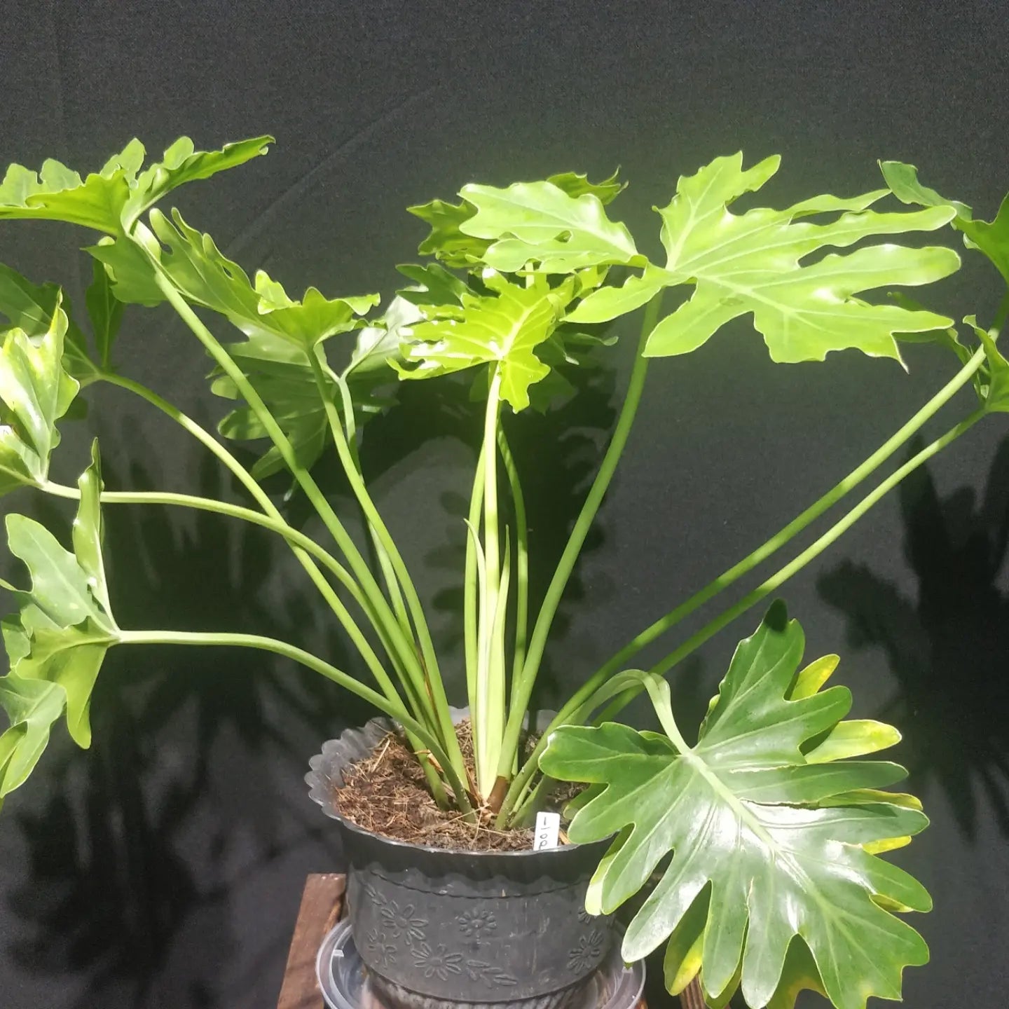 Thaumatophyllum Bipinnatifidum - Tree Philodendron