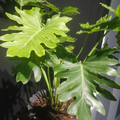 Thaumatophyllum Bipinnatifidum - Tree Philodendron