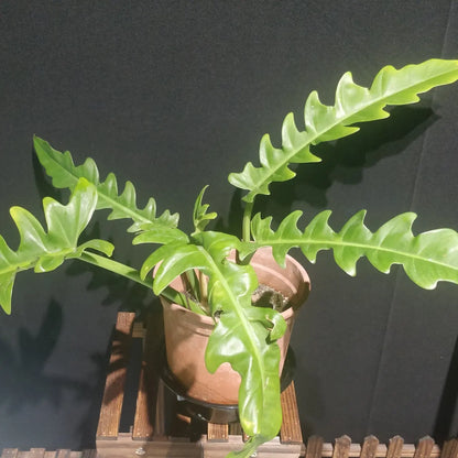 Philodendron Narrow Escape