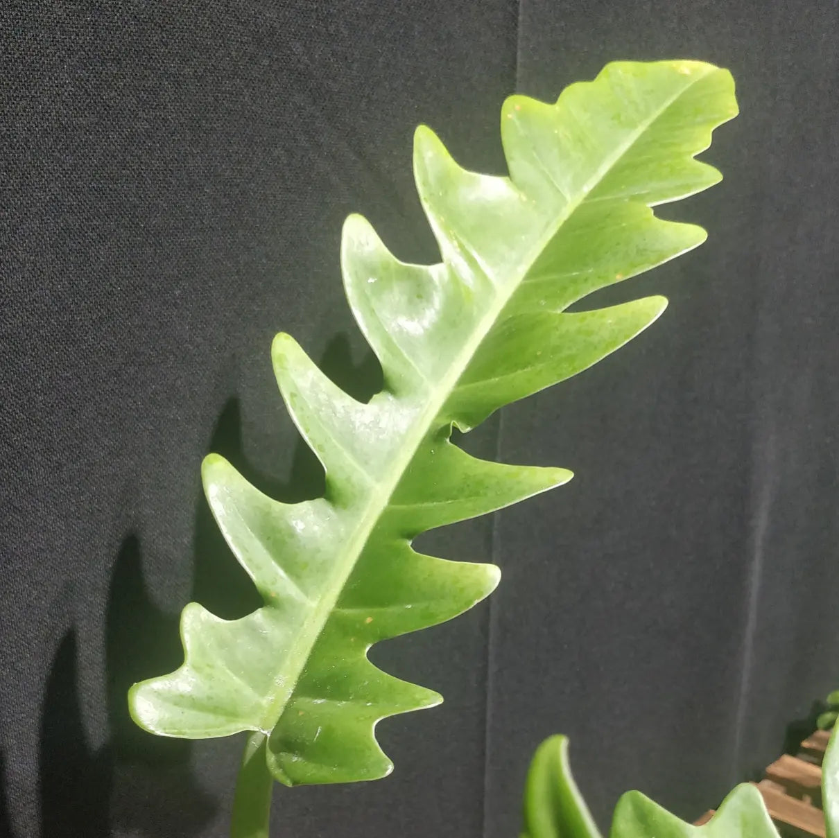 Philodendron Narrow Escape