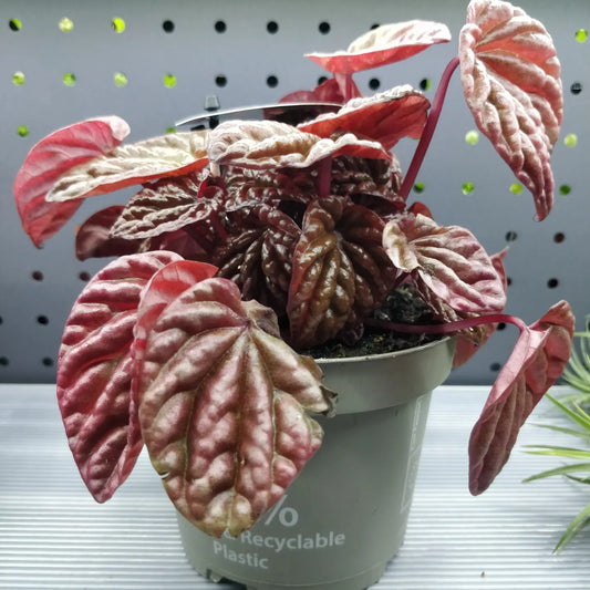 Peperomia Schumi Red