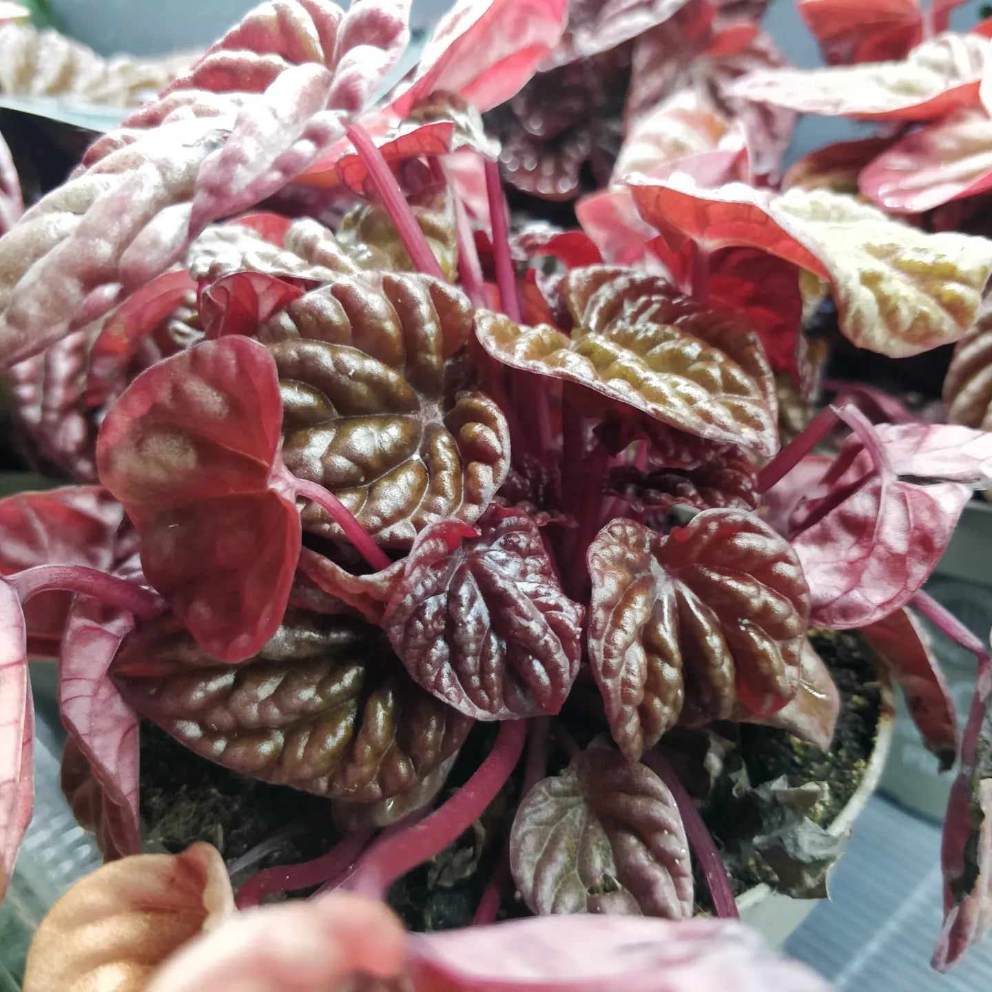 Peperomia Schumi Red