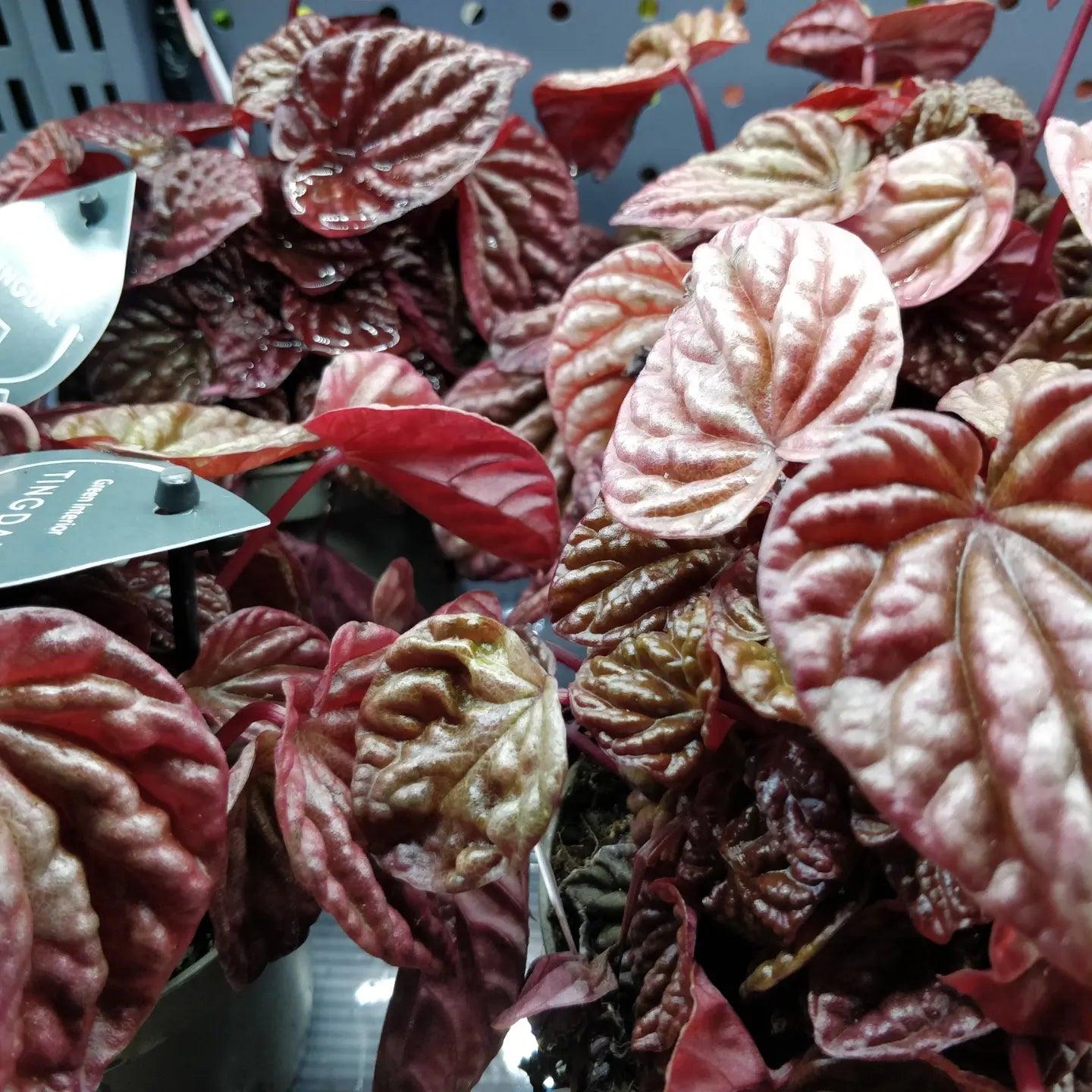 Peperomia Schumi Red