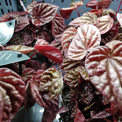 Peperomia Schumi Red