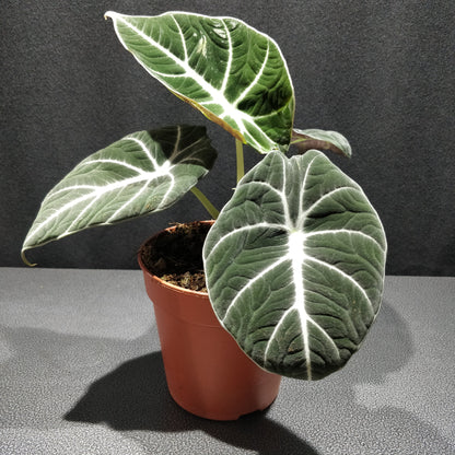 Alocasia Black Velvet - Alocasia Reginula