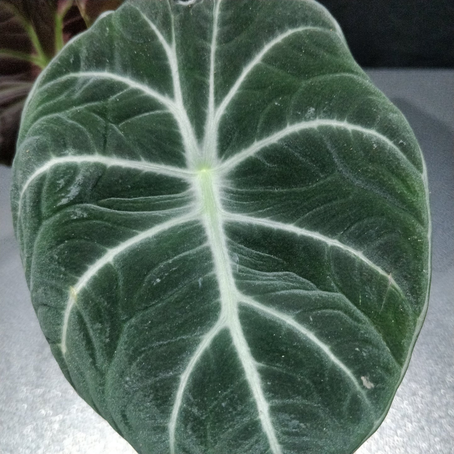 Alocasia Black Velvet - Alocasia Reginula