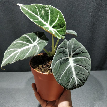 Alocasia Black Velvet - Alocasia Reginula