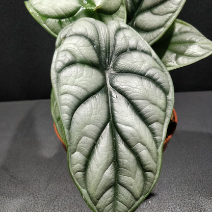 Alocasia Silver Dragon