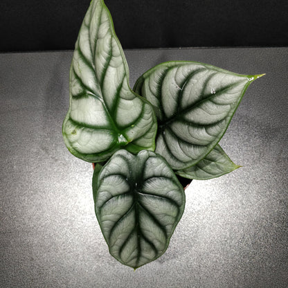 Alocasia Silver Dragon