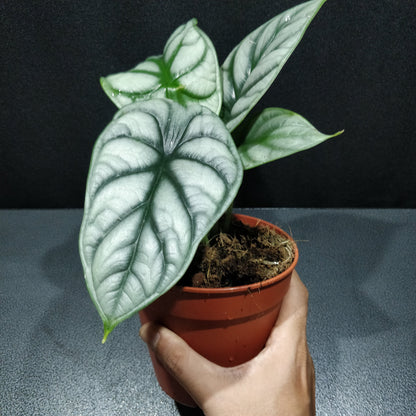 Alocasia Silver Dragon