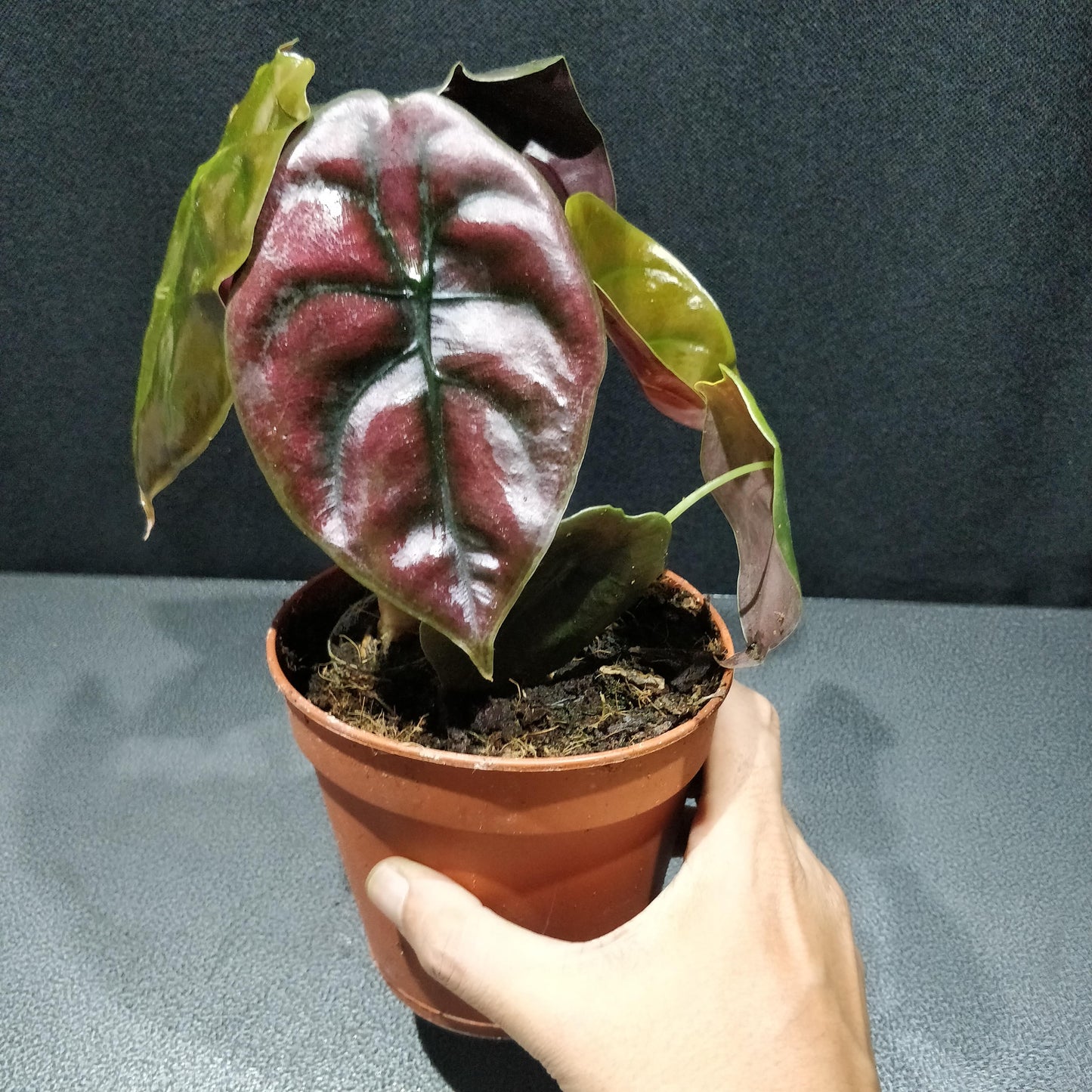 Alocasia Red Secret - Alocasia Cuprea