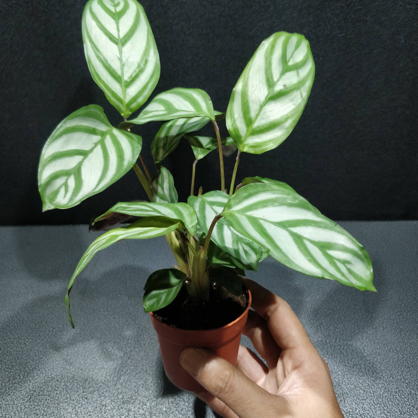 Calathea