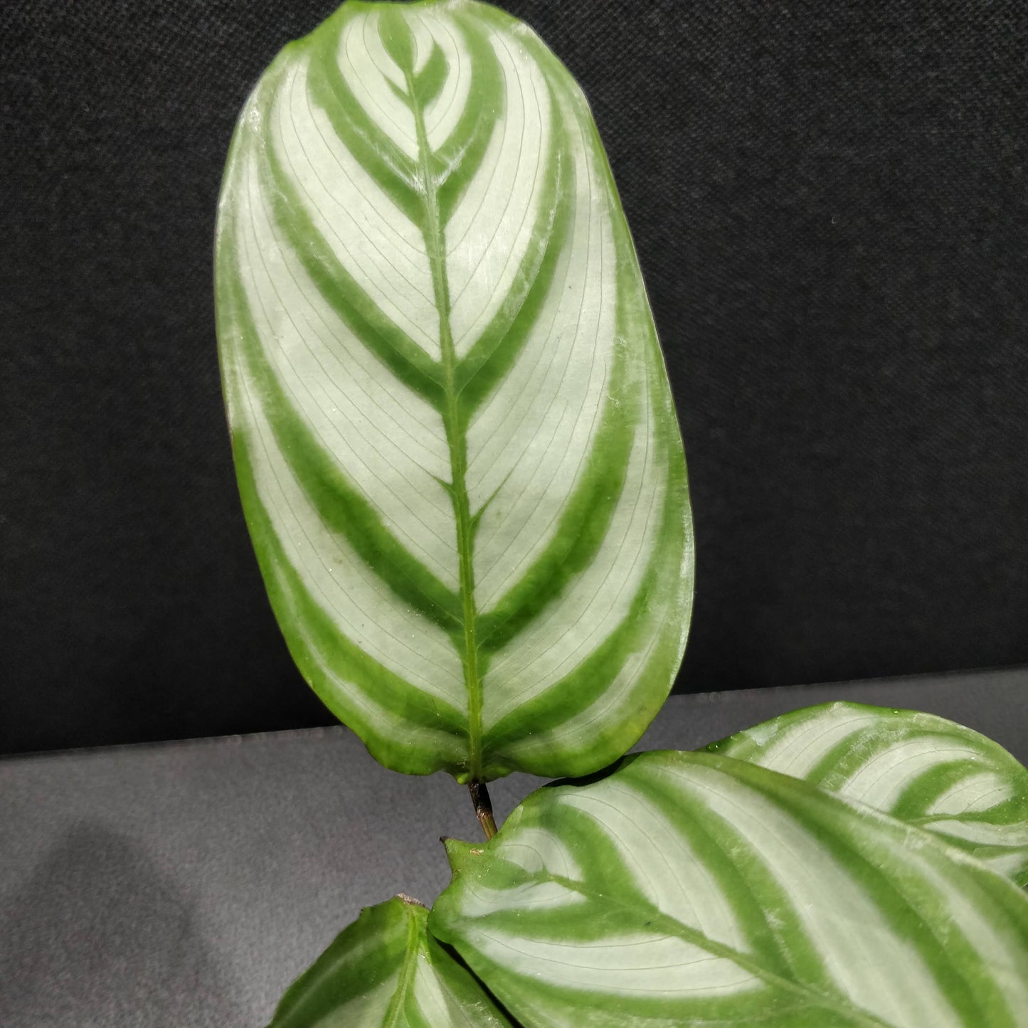 Calathea