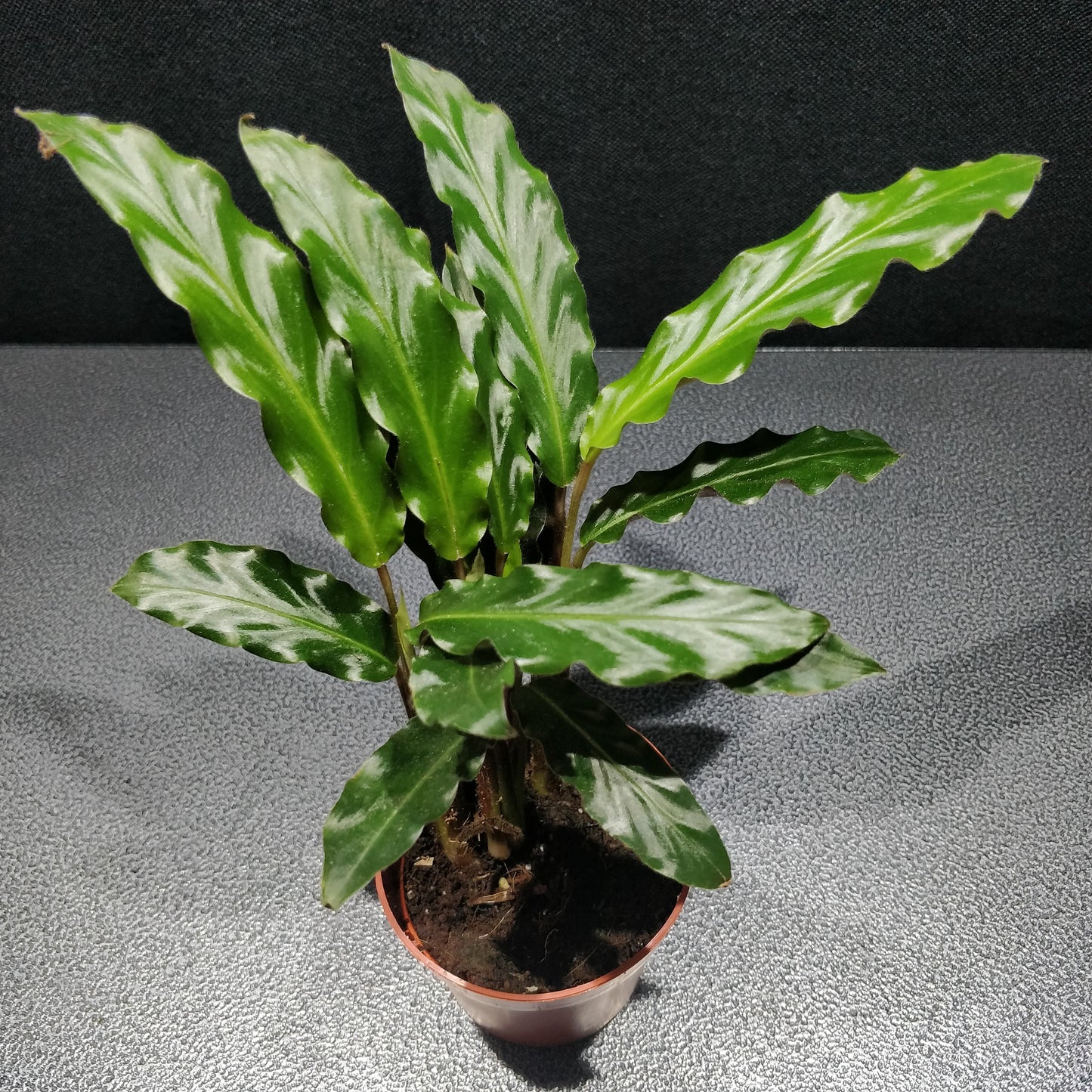 Calathea