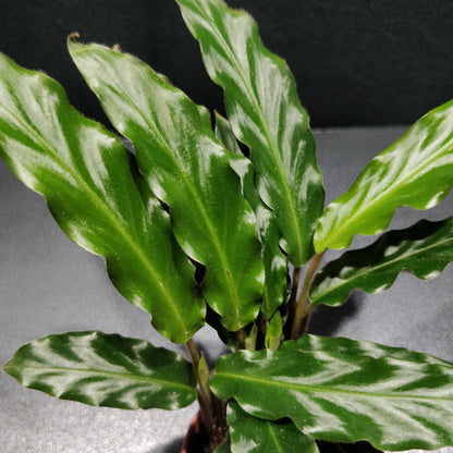 Calathea