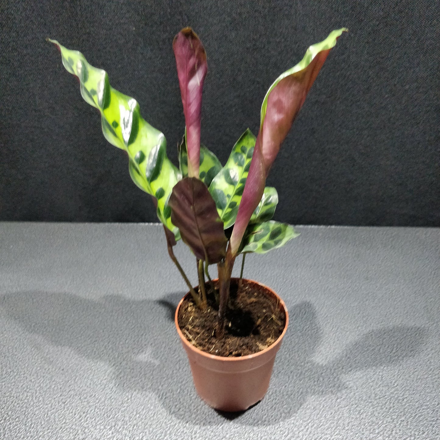 Calathea