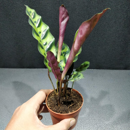 Calathea