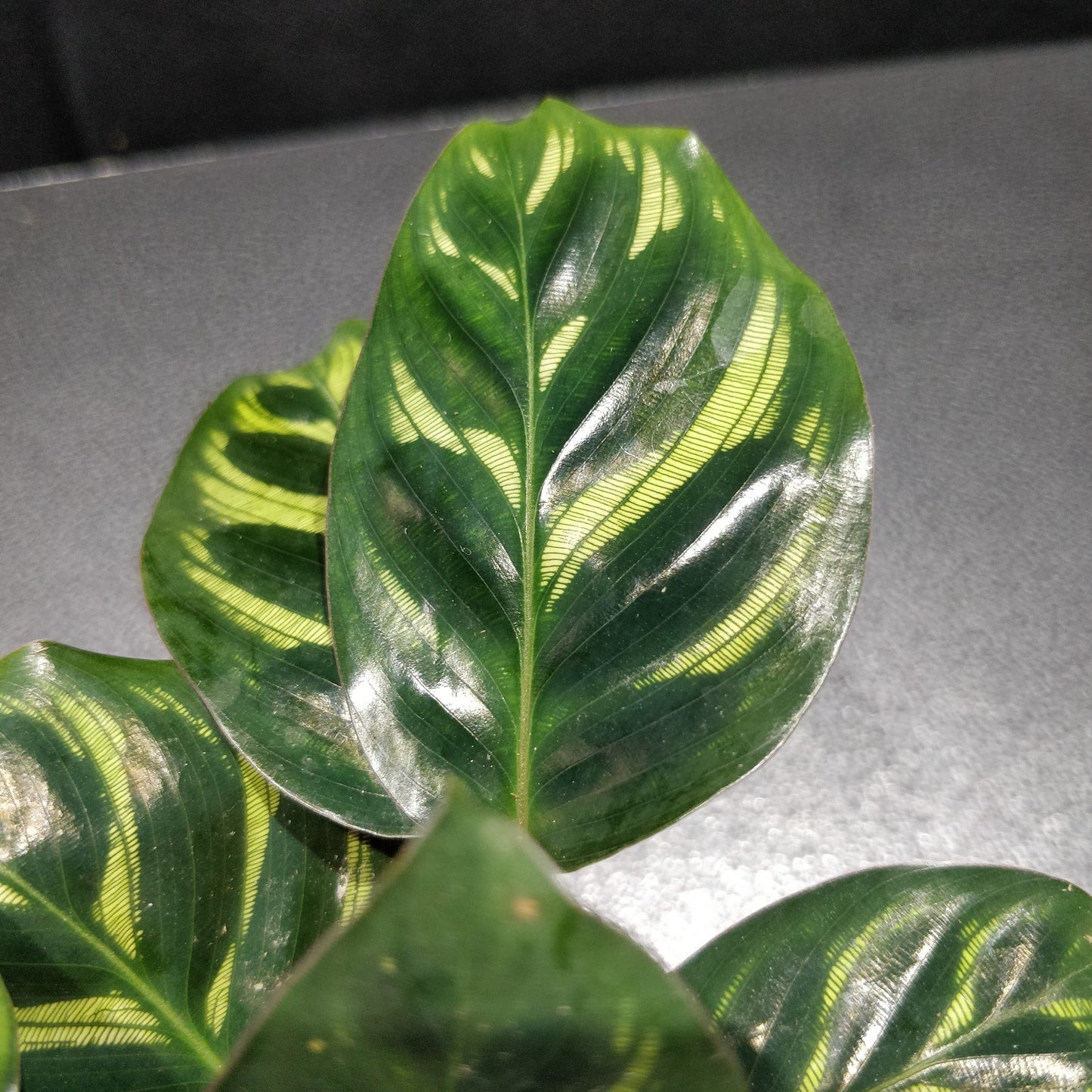 Calathea