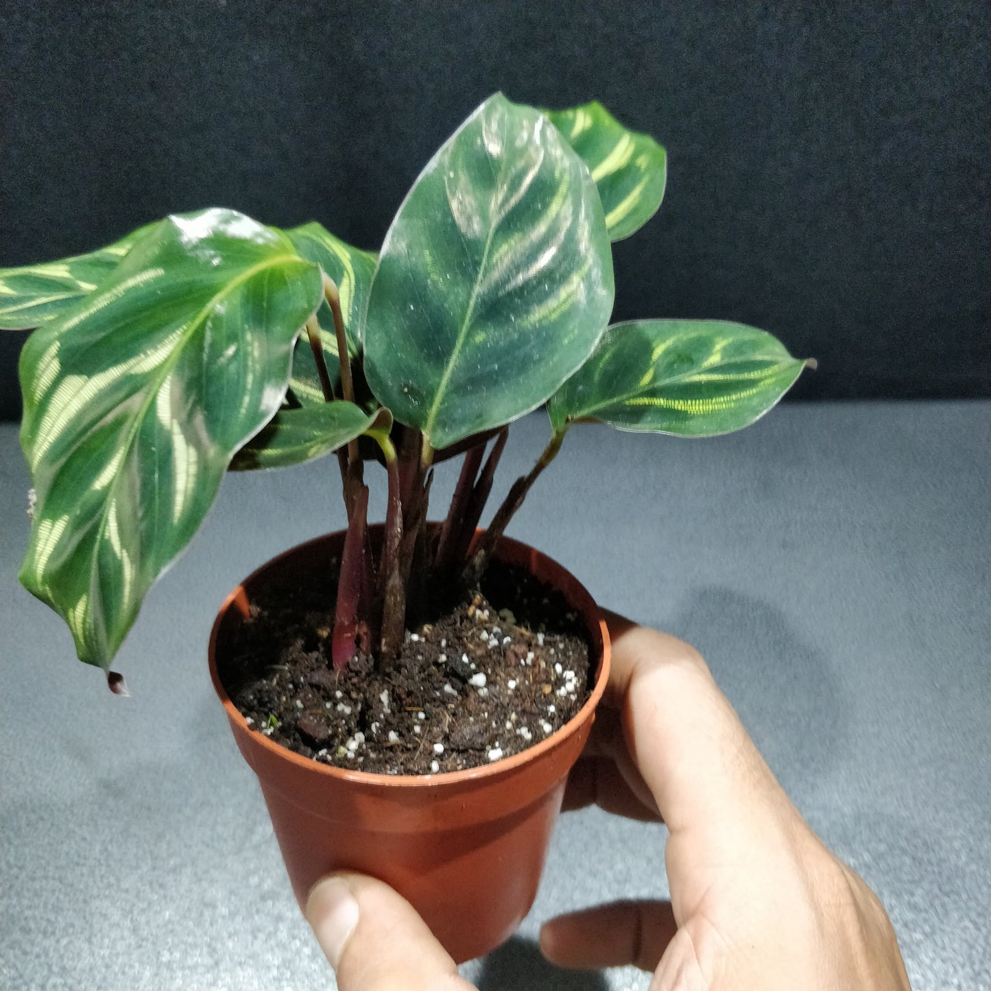 Calathea