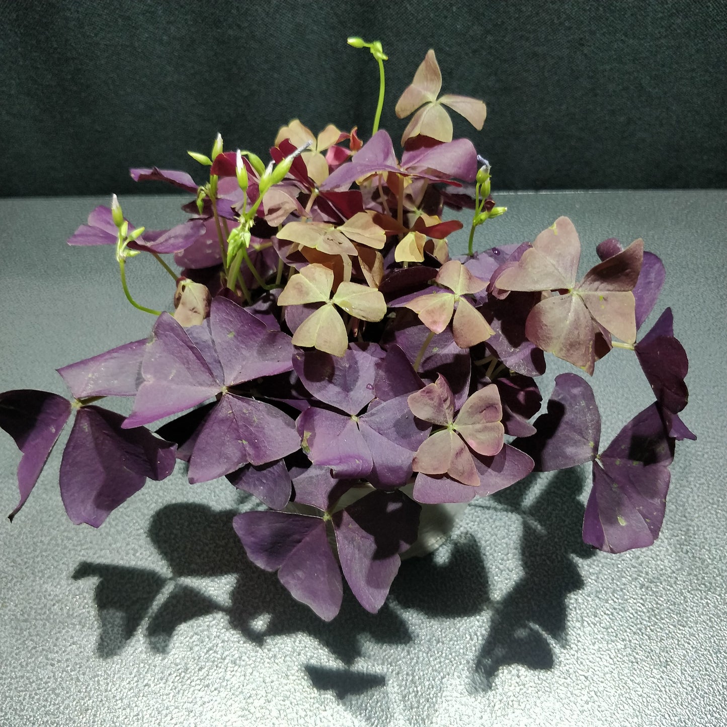 False Shamrock - Oxalis Triangularis "Purple"