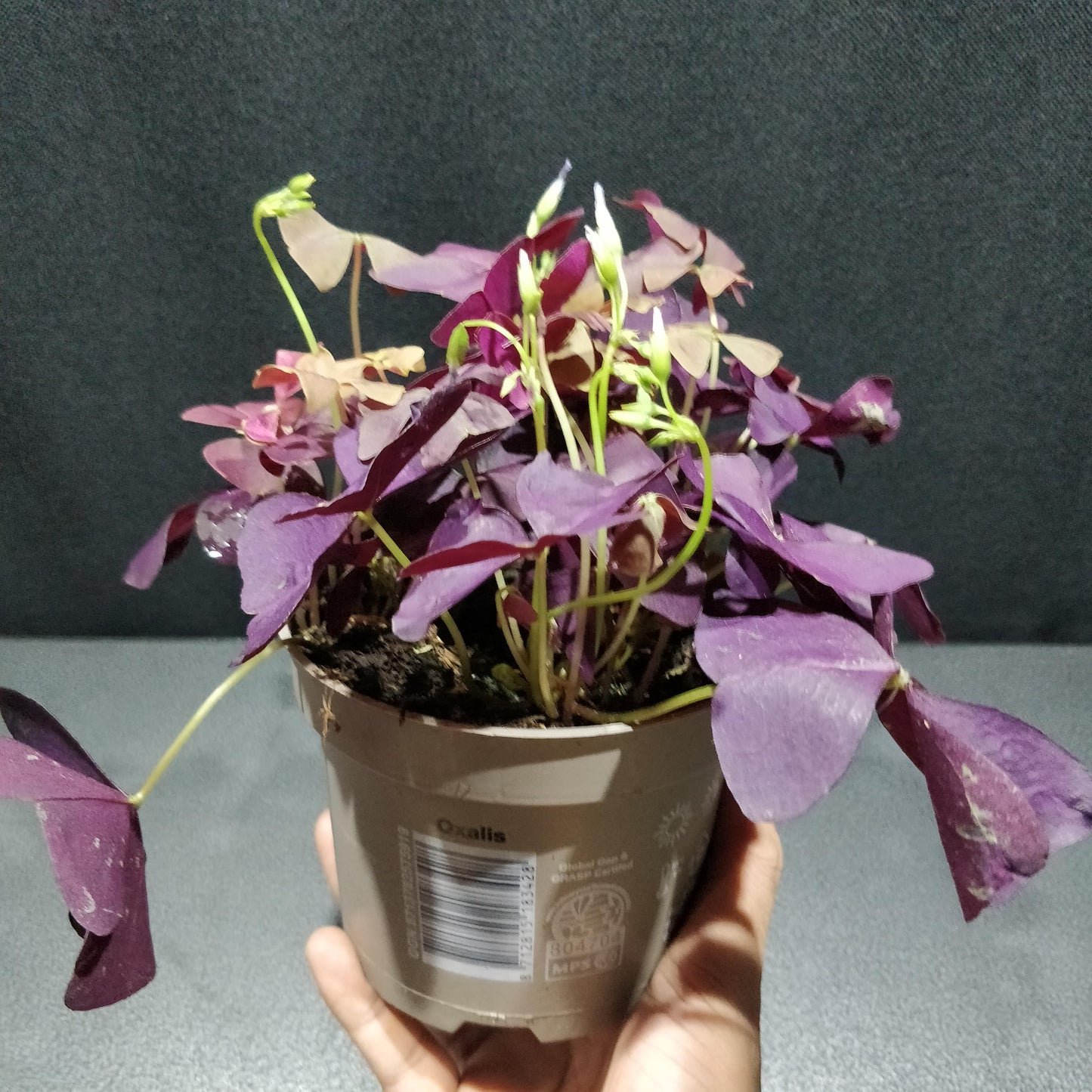 False Shamrock - Oxalis Triangularis "Purple"