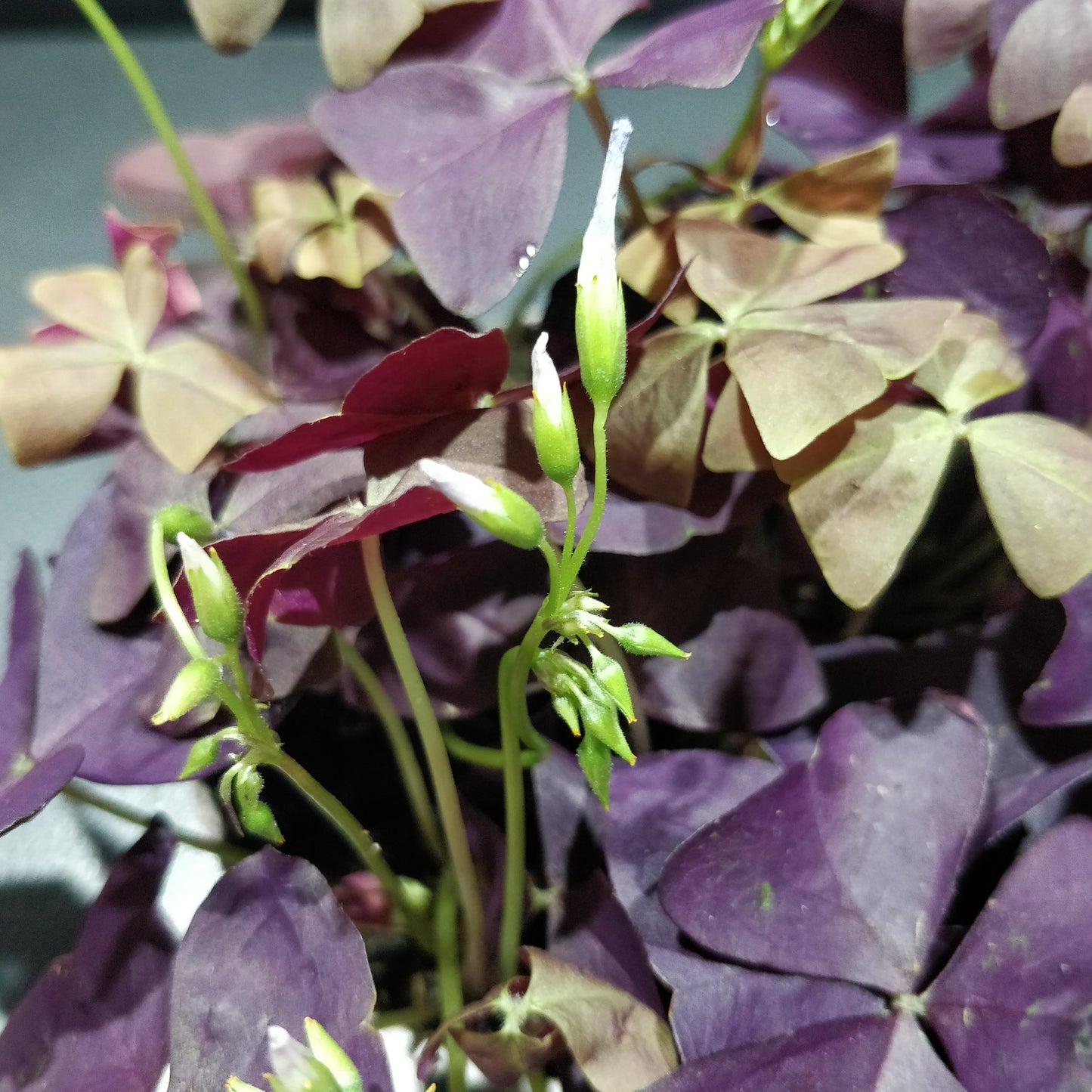 False Shamrock - Oxalis Triangularis "Purple"