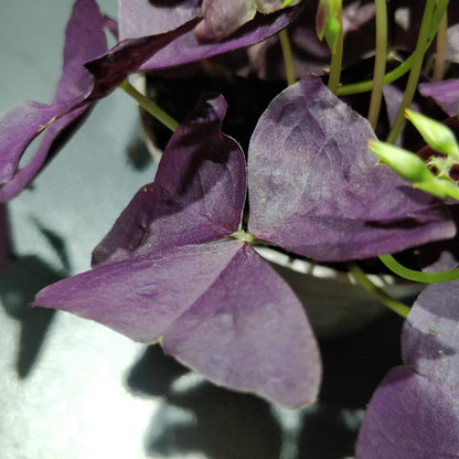 False Shamrock - Oxalis Triangularis "Purple"