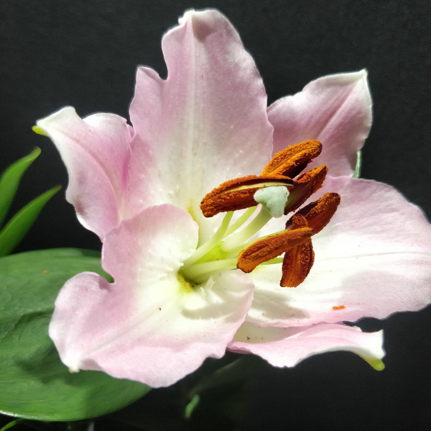 Lilium ‘Casa Blanca’ - Lily