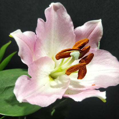 Lilium ‘Casa Blanca’ - Lily