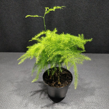 Common Asparagus Fern- Asparagus Plumosus