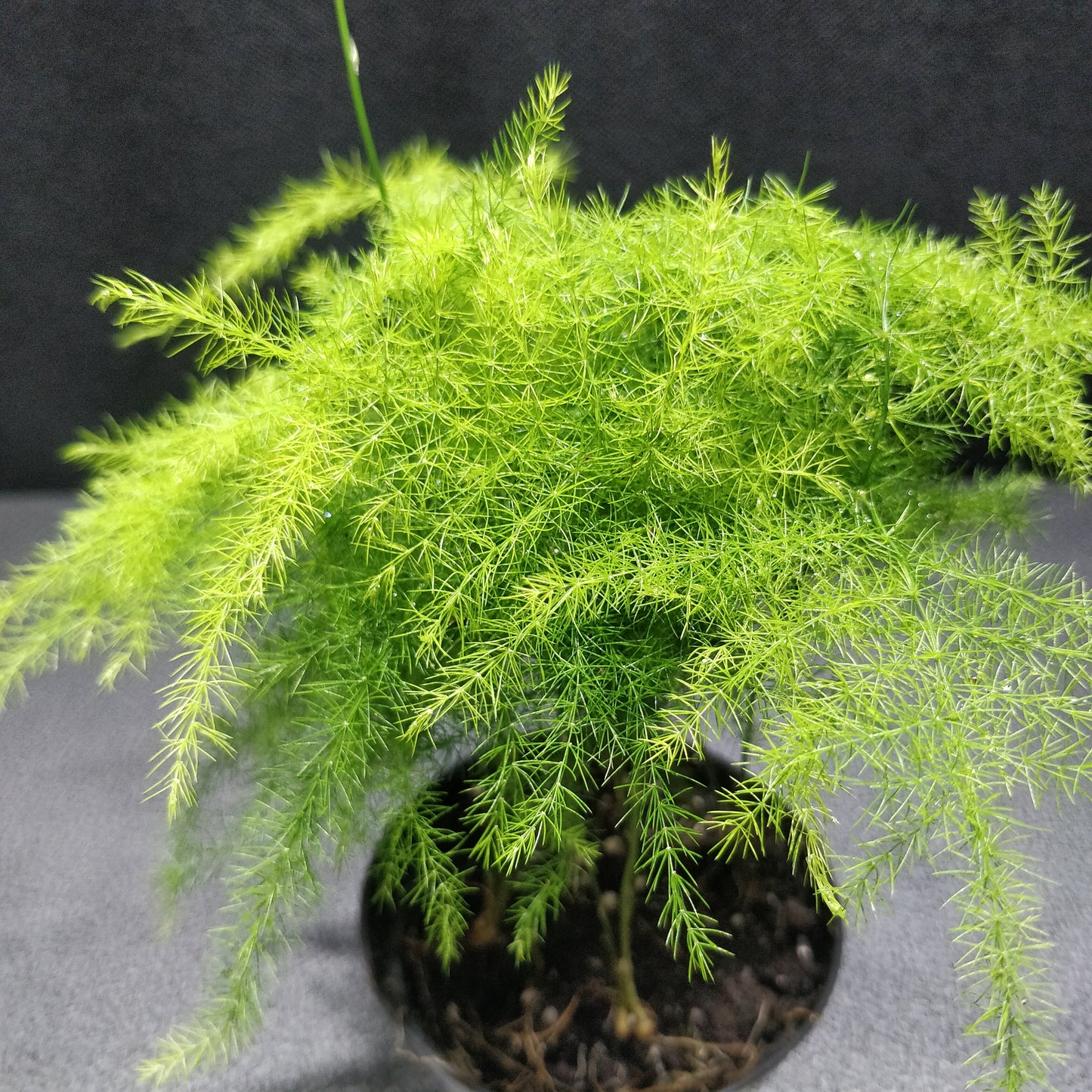 Common Asparagus Fern- Asparagus Plumosus