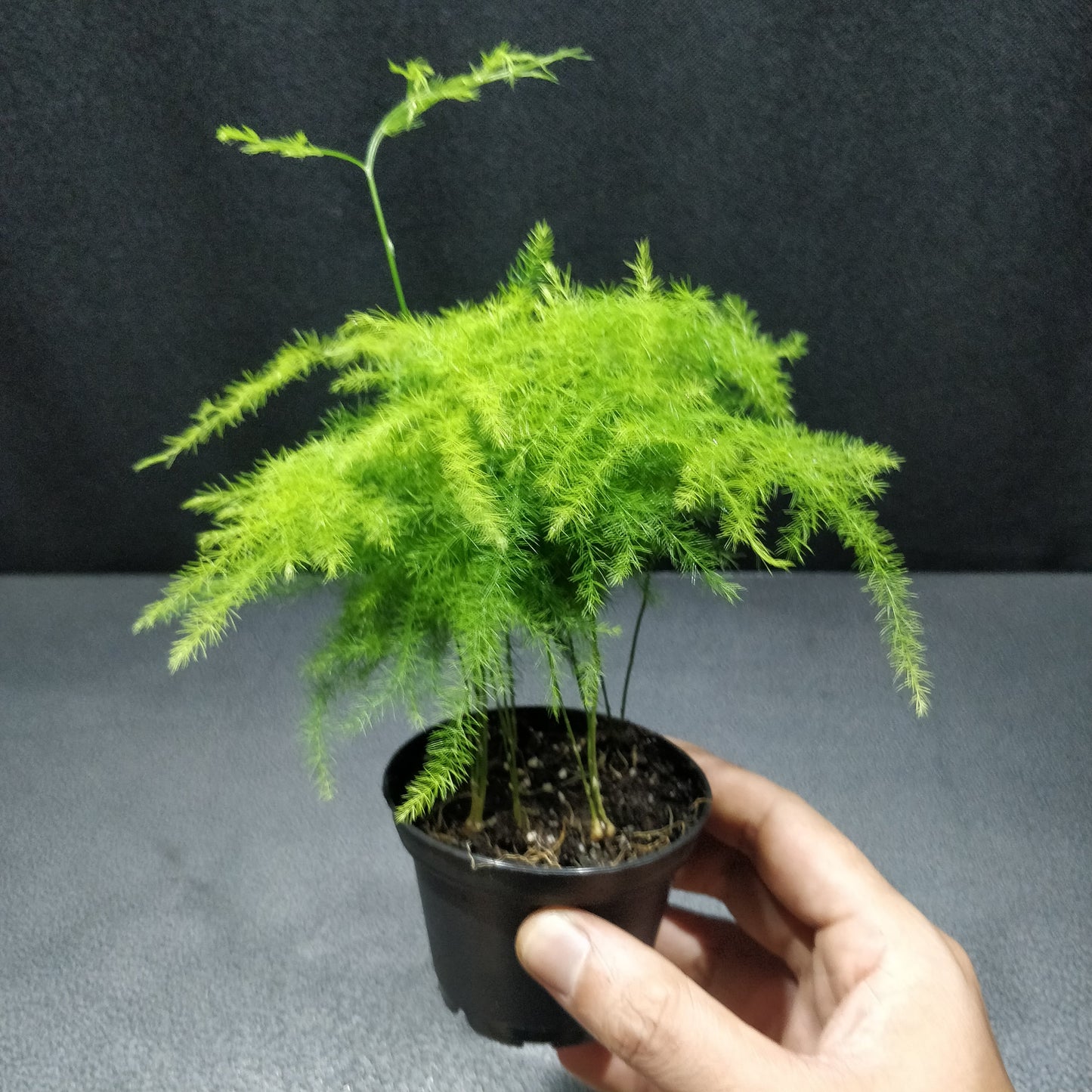 Common Asparagus Fern- Asparagus Plumosus