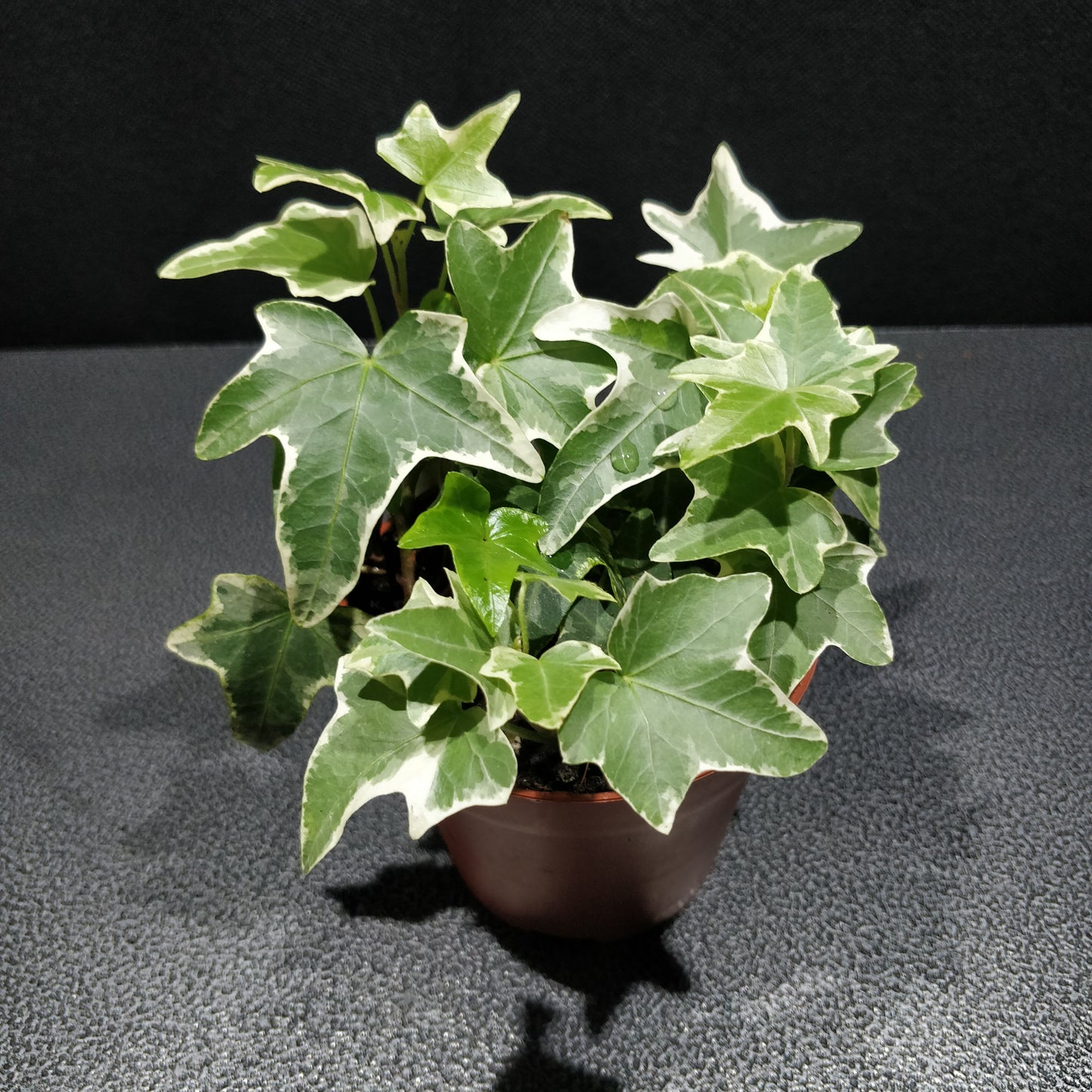 Ivy - Hedera Helix