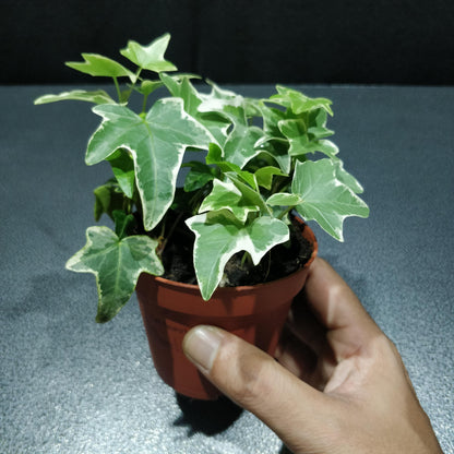 Ivy - Hedera Helix