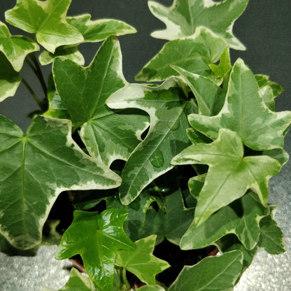 Ivy - Hedera Helix