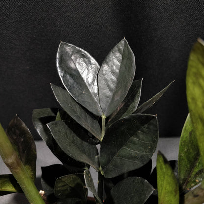 Zamioculcas Zamiifolia Raven - ZZ Black