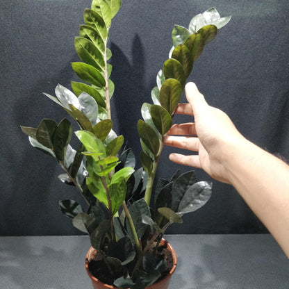 Zamioculcas Zamiifolia Raven - ZZ Black