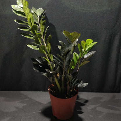 Zamioculcas Zamiifolia Raven - ZZ Black