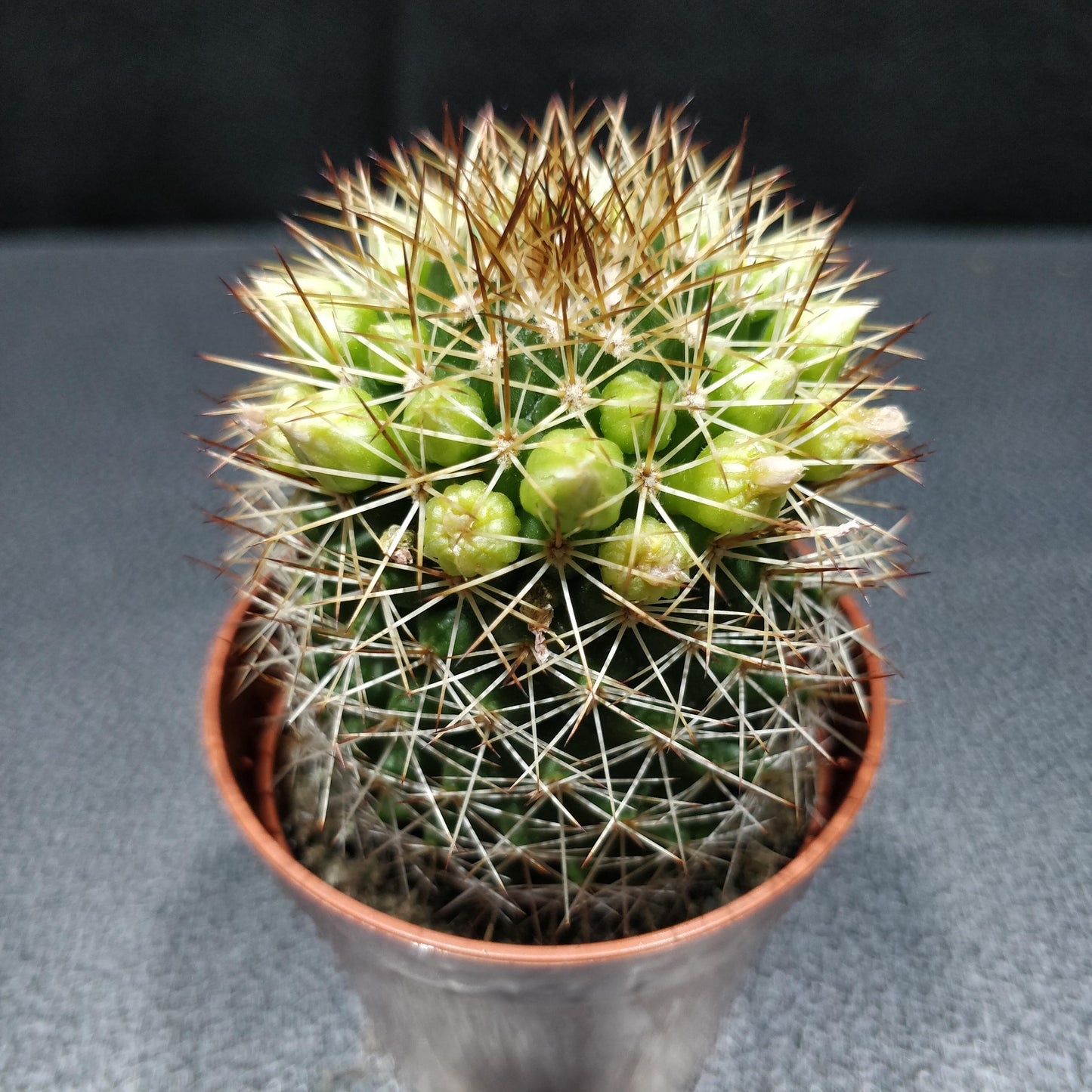 Many-headed Barrel Cactus - Mammillaria Polythele