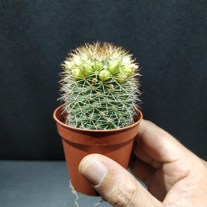 Many-headed Barrel Cactus - Mammillaria Polythele