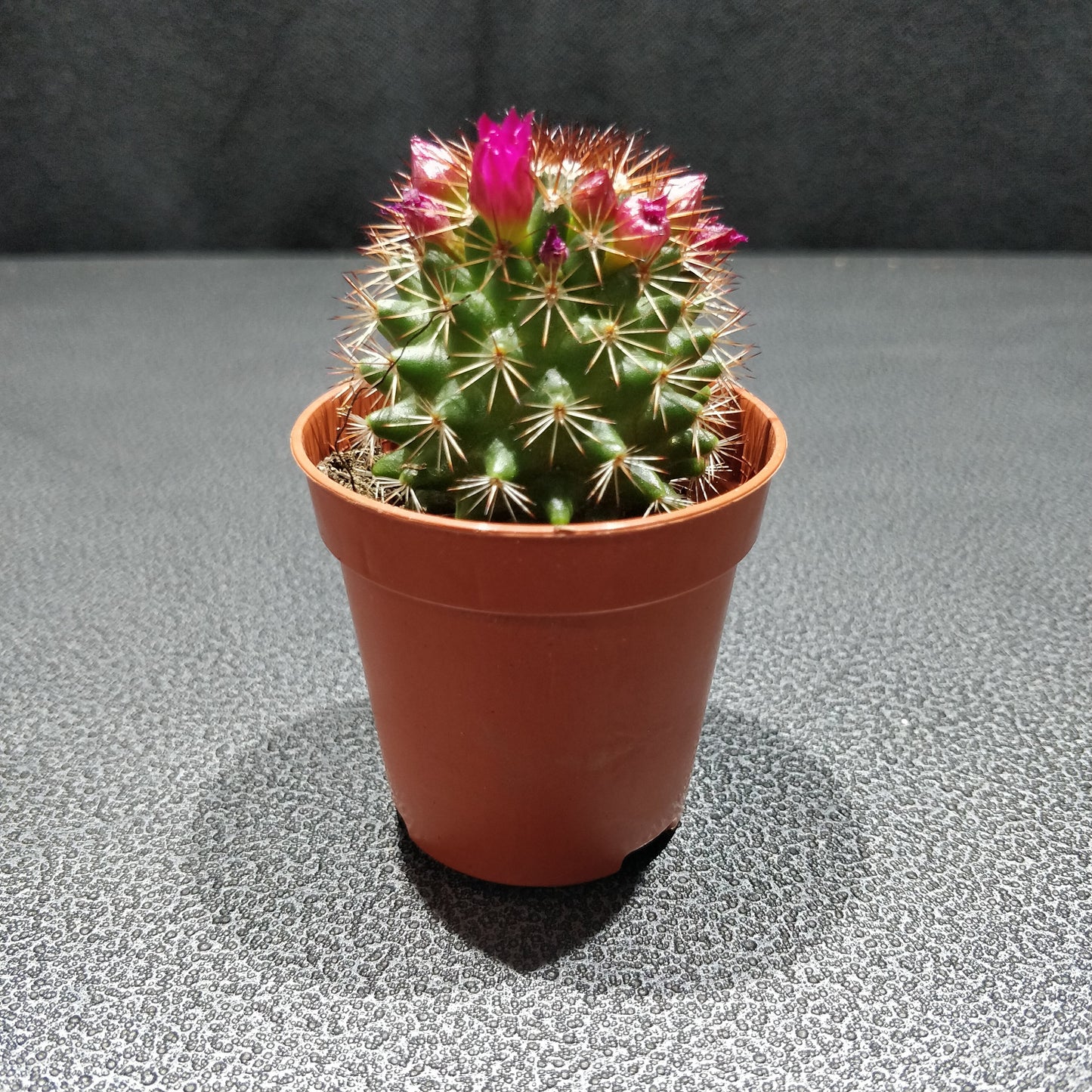 Many-headed Barrel Cactus - Mammillaria Polythele