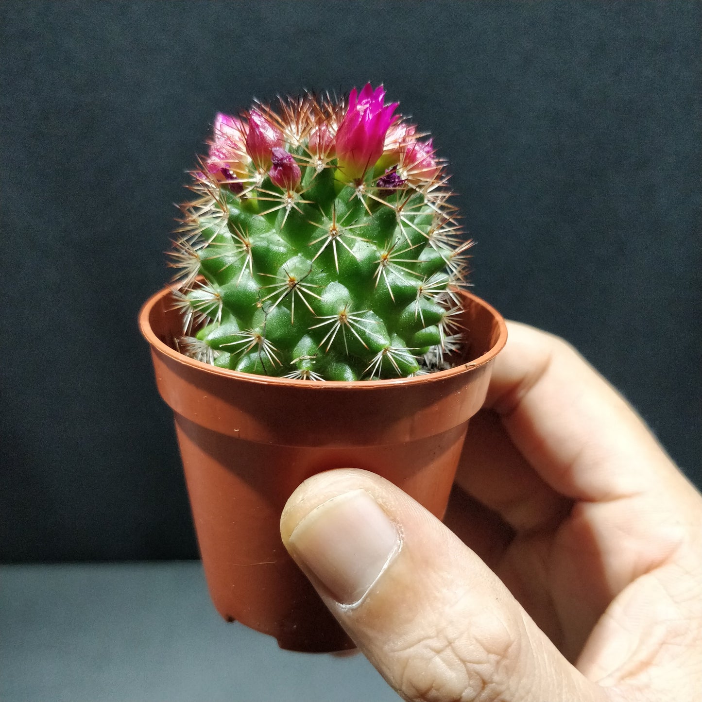 Many-headed Barrel Cactus - Mammillaria Polythele