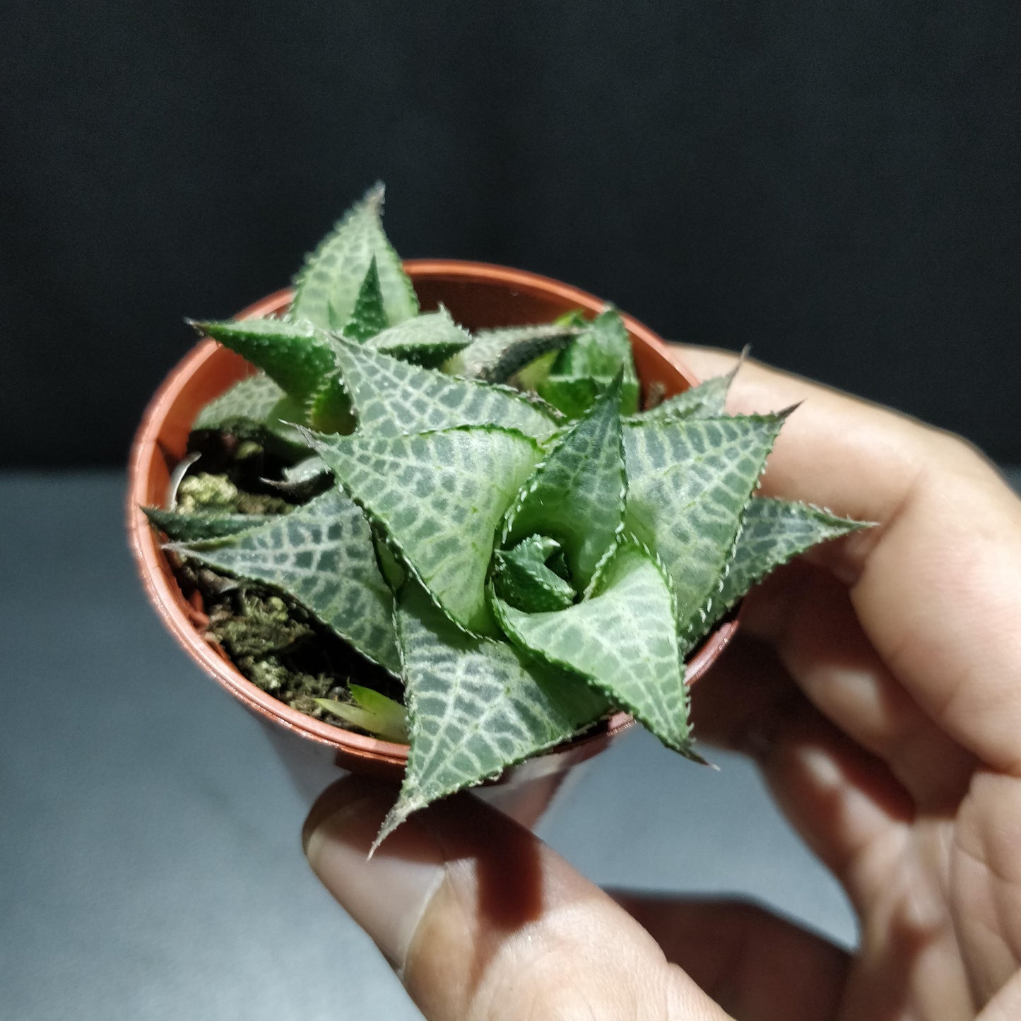 Haworthia - Succulents