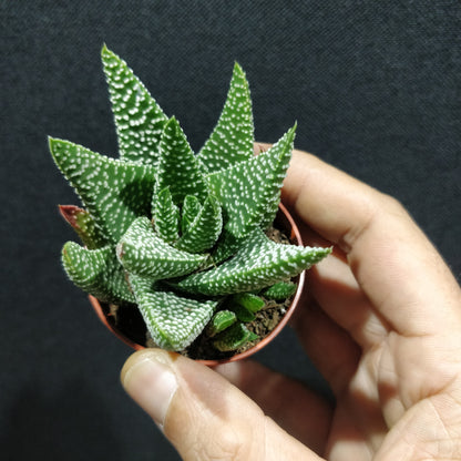 Haworthia - Succulents