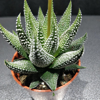 Haworthia - Succulents