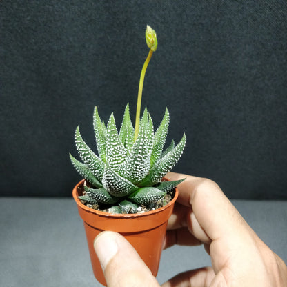 Haworthia - Succulents