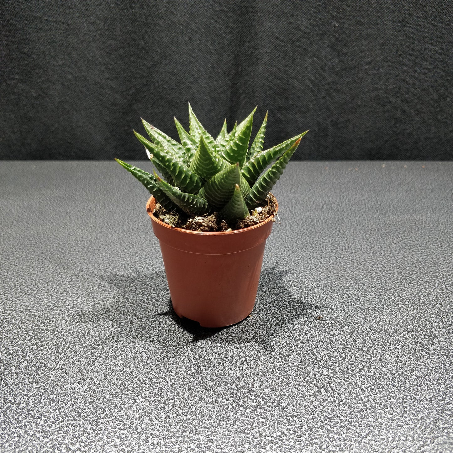 Haworthia - Succulents