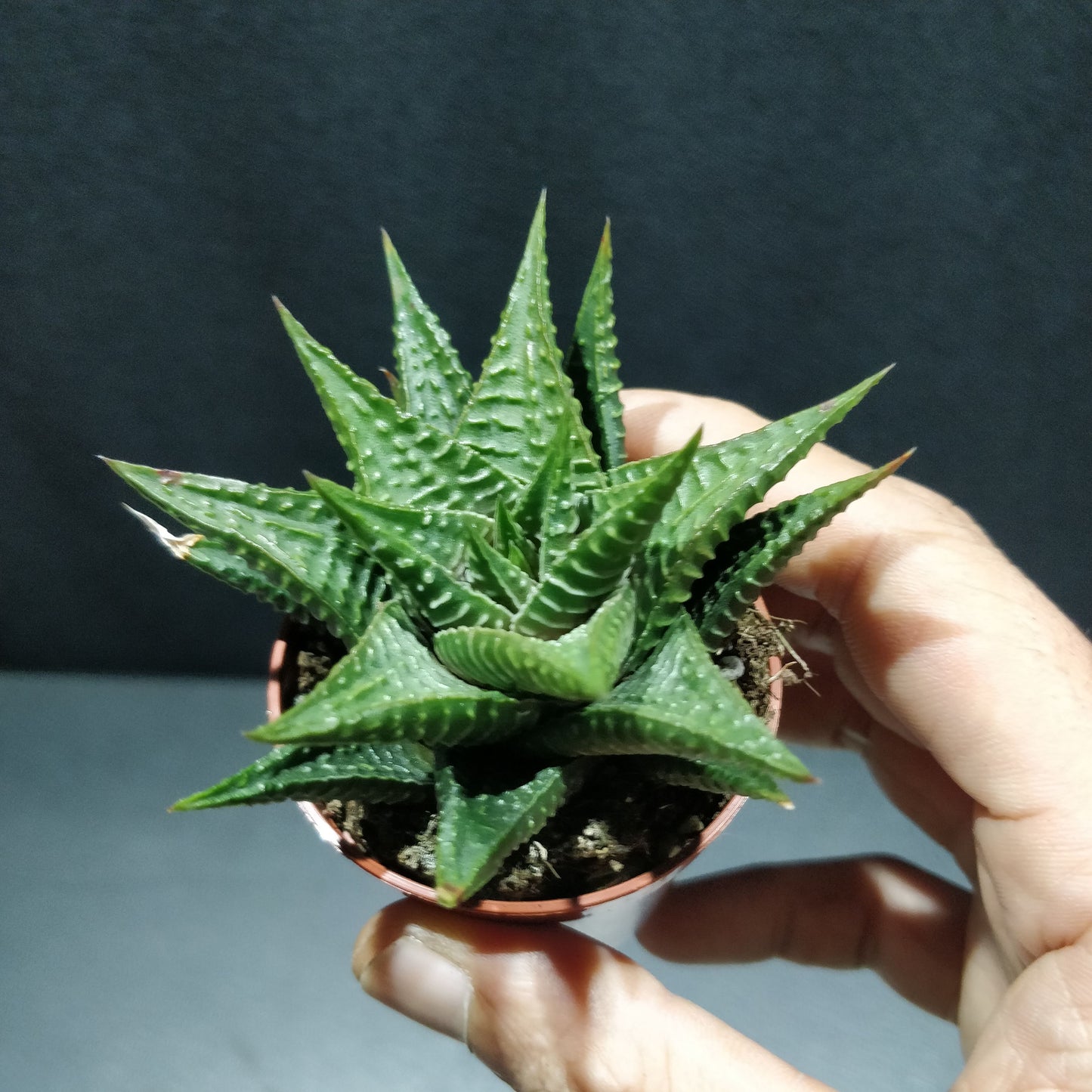 Haworthia - Succulents