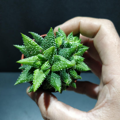 Haworthia - Succulents